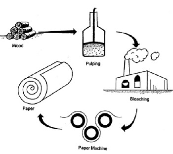 pulp paper making cycle66
